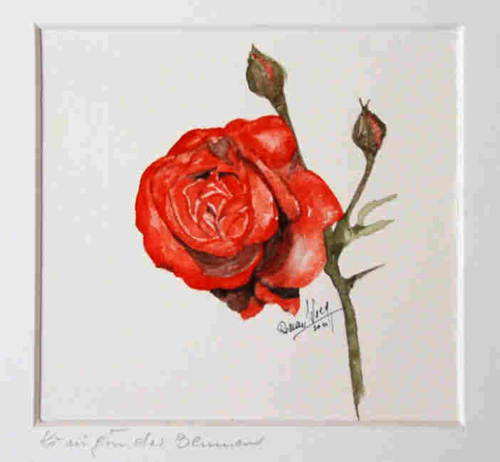 108  A  Koenigin der Blumen (Rose)  2011 Aquarell 20 x 30 p300