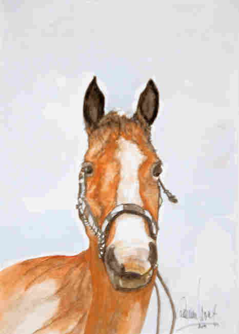 14 A Brown Horse Portrait 2011 Aquarell  17,2 x 24,5p300