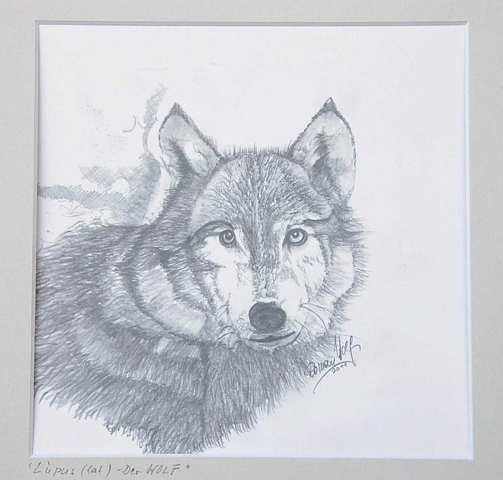 167 A  Lupus - Der WOLF  2011 Bleistift  20 x 26 PP600