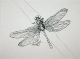 997  Insekten  Libelle I  2010  Tusche-col 15X22 PPp600